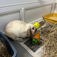 Rabbits: Frank