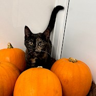 Cats: Pumpkin